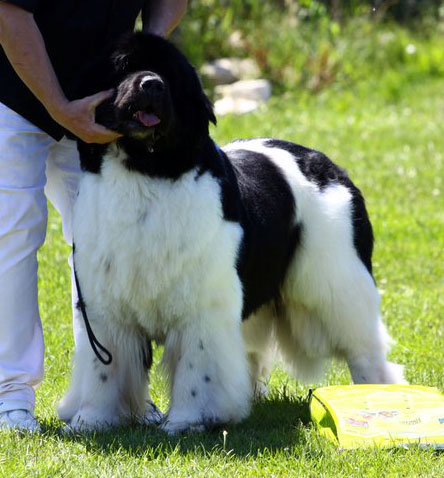 Champion du Luxembourg - Alright Now Baby Newfy du Pas de Mer 