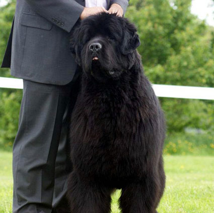 FLINT - Fleet Footed Newfy du Pas de Mer - MALE TERRE NEUVE de l'Elevage du Pas de Mer