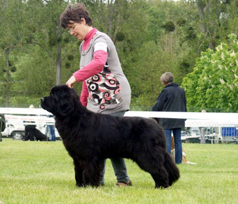 Favorite Girl Newfy du Pas de Mer