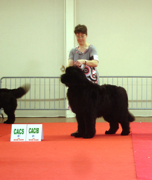 FLINT- Fleet Footed Newfy du Pas de Mer - MALE TERRE NEUVE de l'Elevage du Pas de Mer