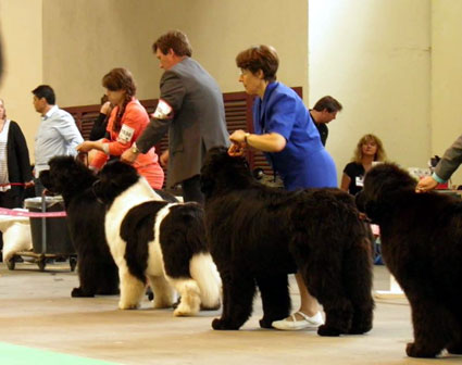 Fleet Footed Newfy du Pas de Mer