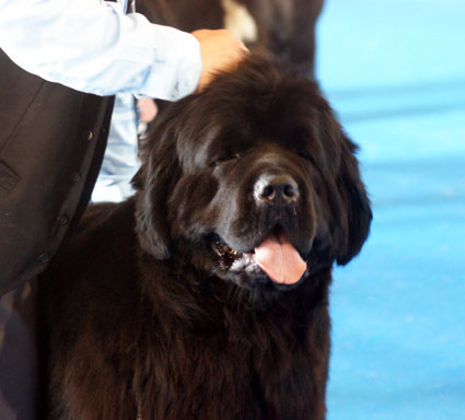 Fleet Footed Newfy du Pas de Mer - MALE Terre Neuve de l'Elevage du Pas de Mer