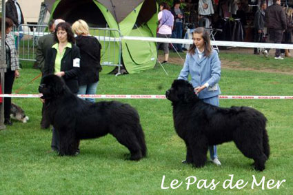 Fleet Footed Newfy du Pas de Mer - exposition de Flins 2013