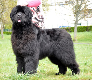 Flint Footed Newfy du Pas De Mer