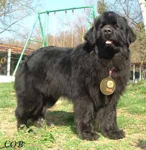 Champion de France TENNESSEE NEWFY Du Pas De Mer